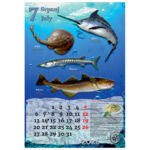 Kalendar "Ribarnica 2026" 13 listova, spirala - Slika 12